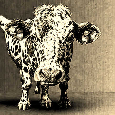 The Volume Mirage: Why MicroStrategy's Surge Over JPMorgan Is a Warning, Not a Celebration